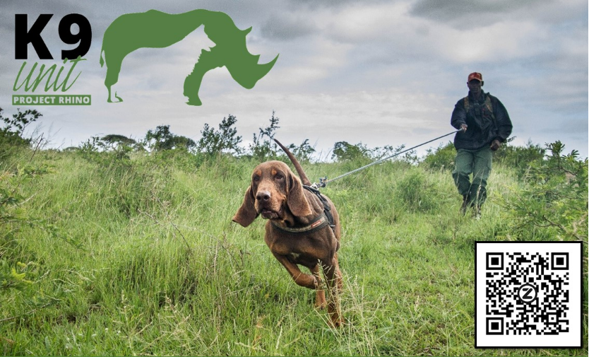 SPNOfficial_'s tweet photo. #ProjectRhino uses a K9 unit to track poachers, detect wildlife products & recover illegal weapons They hope to grow the team, but to do that is expensive. #WalkRideRun
Support their efforts by registering for Global E-Race Extinction at https://t.co/2e30BAtFRa https://t.co/XT1es1TjdV