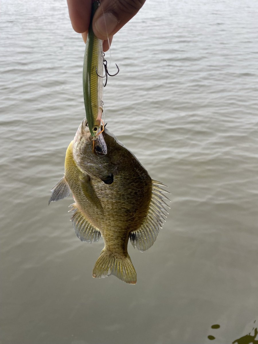 This guy had a lot of courage!! #DreamBig #Fishing #JerkBait #Rapala #LakeCountyFlorida