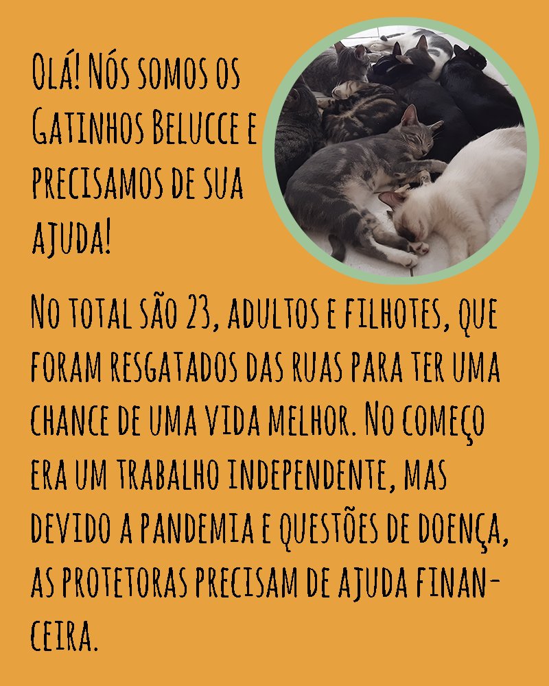 gatinhosdacah's tweet image. Então, galera, devido a pandemia e a doença da minha mãe, estamos com dificuldades de manter todos os gatos que foram resgatados. Por causa disso, resolvemos pedir ajuda para o abrigo até que os filhotes (10) sejam castrados e doados.