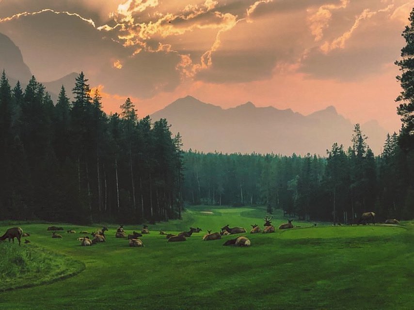 Smokey evenings make for some pretty stunning sunsets✨ glad to see our locals are enjoying themselves too!
.
Thanks for the photo @kctraveldaily 
.
#golfview #golf #golfdestinations #mountaingolf #golfalberta #golfyyc #golfcanada #canmorekananaskis #banff #yyc #travelalberta