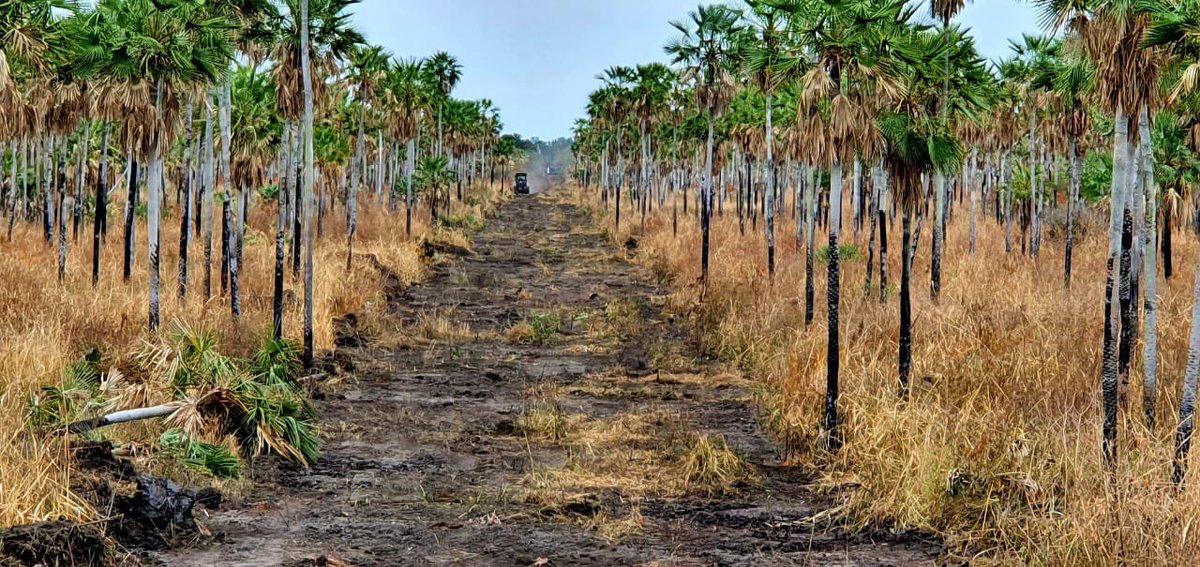 ArnoldoWiens's tweet image. Seguimos trabajando desde el @mopcparaguay junto a la @cndl_mre y al Comando de Ingeniería en la línea fronteriza con Bolivia. Esperamos terminar en poco tiempo más la limpieza por primera vez de forma total de nuestra frontera seca