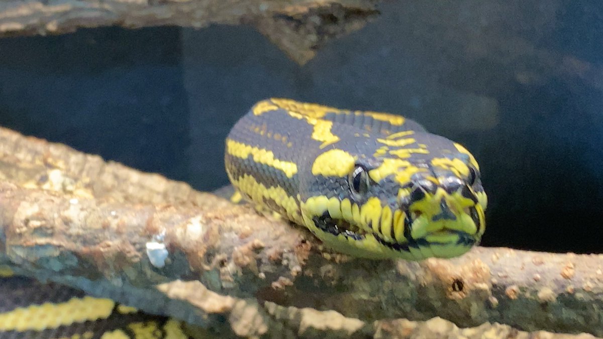 habaero946's tweet image. ジャングルカーペットパイソンフットライン
#diamondpython 
#Inlandcarpetpython
#Ballpython
#Whitelippedpython
#bloodpython 
#AngolanPython
#greentreepython