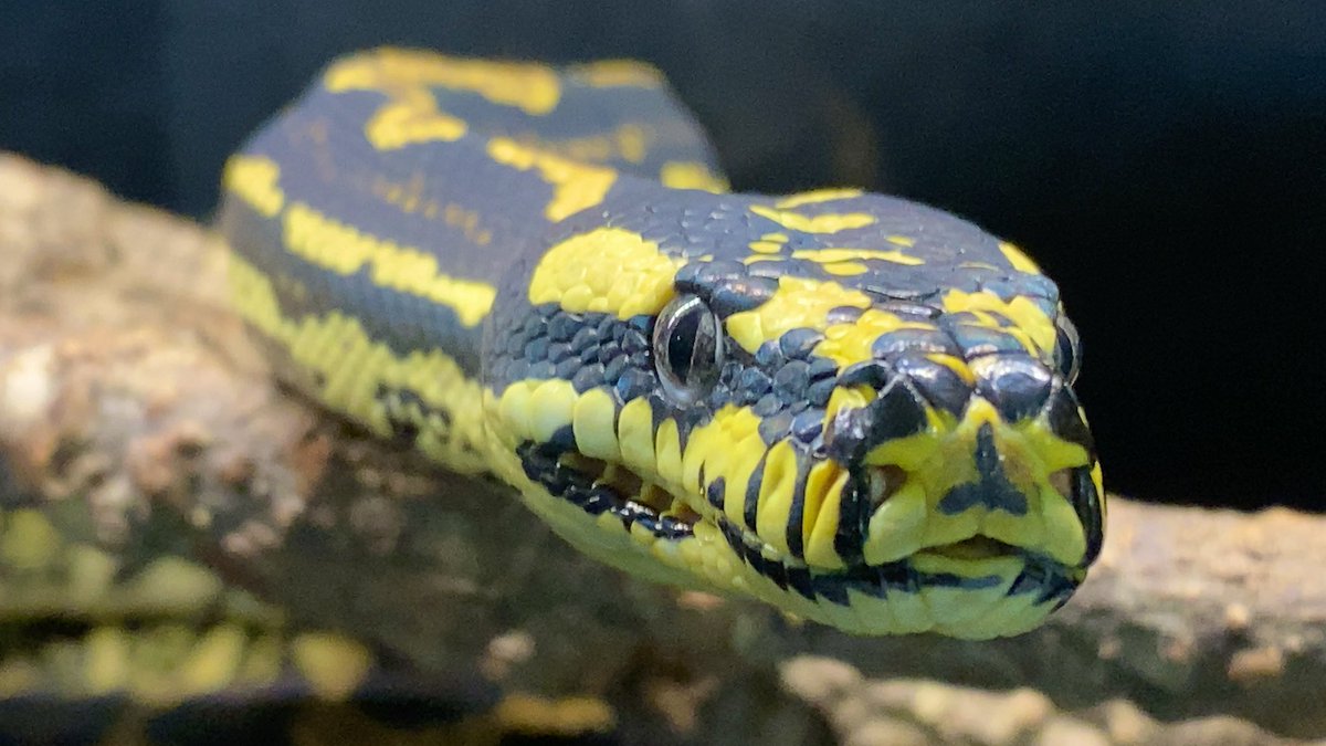 habaero946's tweet image. ジャングルカーペットパイソンフットライン
#diamondpython 
#Inlandcarpetpython
#Ballpython
#Whitelippedpython
#bloodpython 
#AngolanPython
#greentreepython