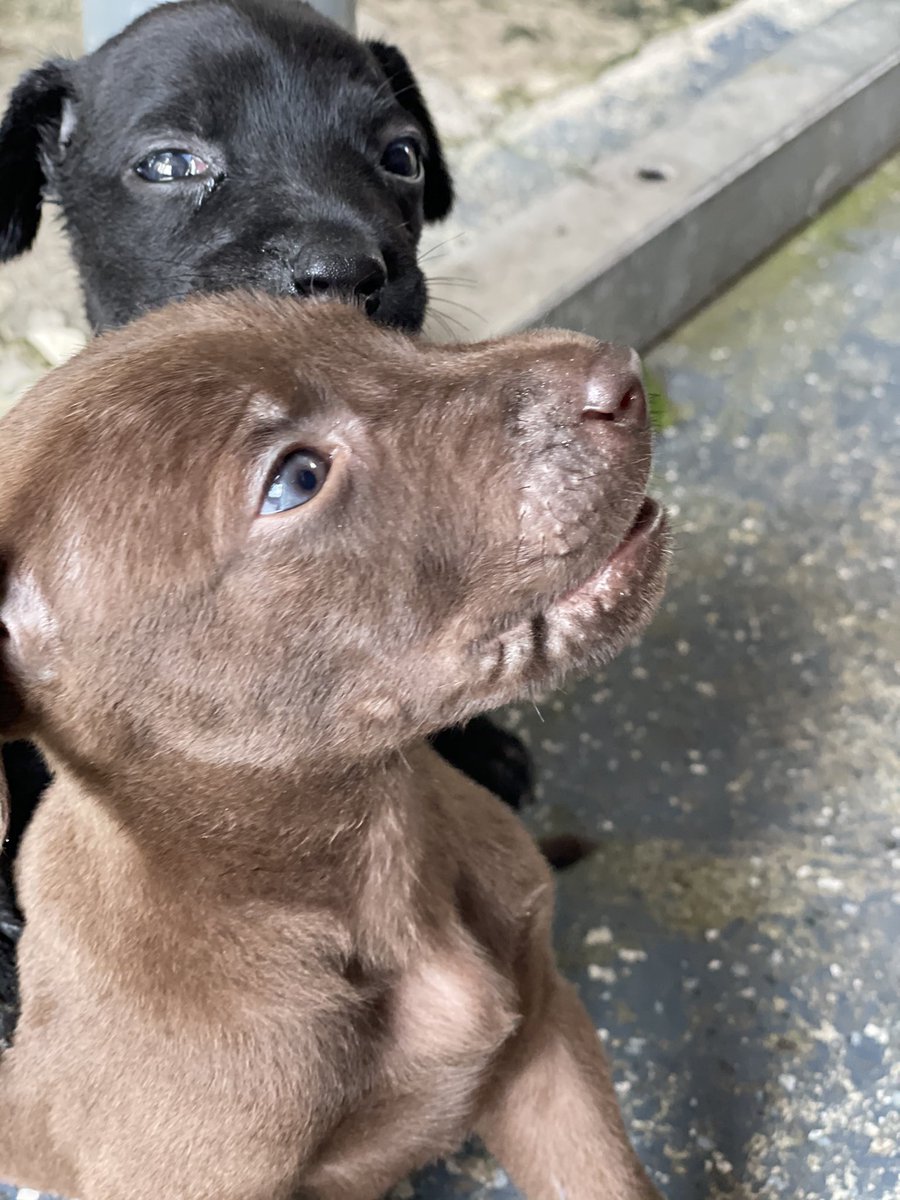 PinkLights's tweet photo. These beautiful babies need a home PLEASE RT TO HELP 💕 https://t.co/epbzOSe6Qd