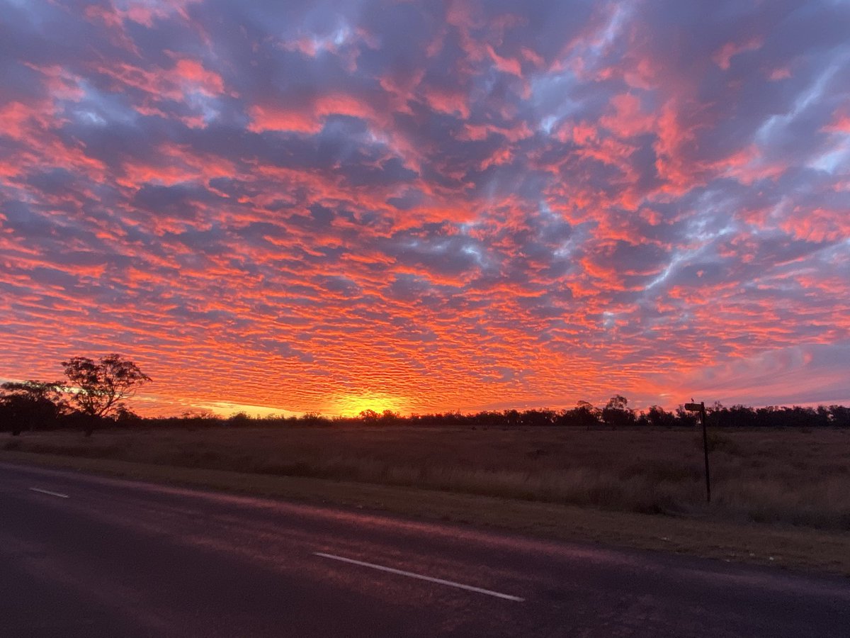 jaimee_maunder's tweet photo. It’s a hard life when the drive home looks like this 🌾🌾 #croptour #wheatlooksmint #pally https://t.co/aCVPztlJWK