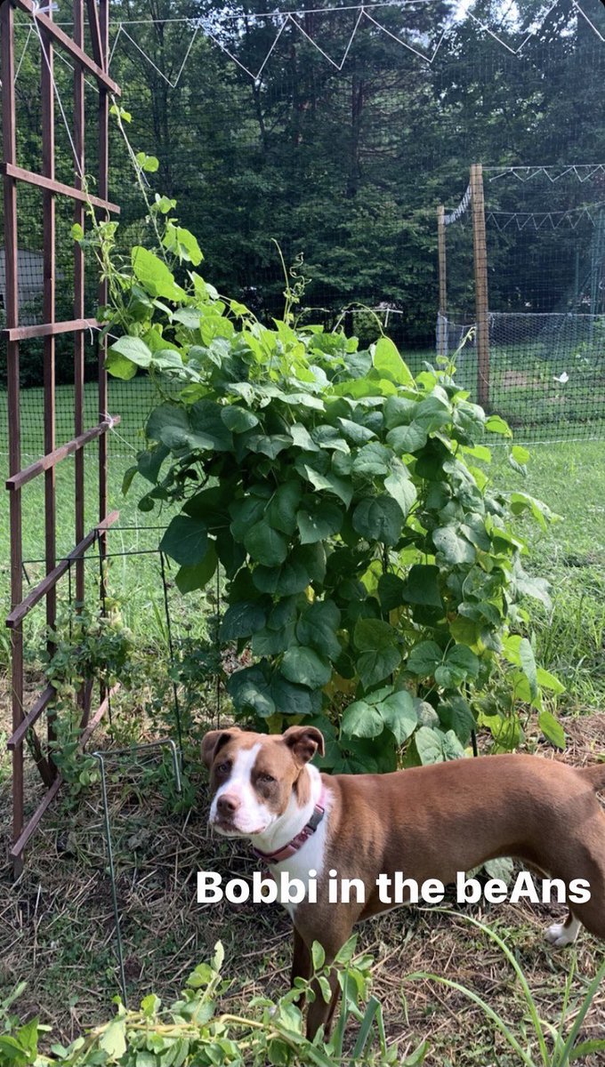 alex___hadley's tweet photo. 🚨Garden Update🚨 https://t.co/ceXu6ff5Pd