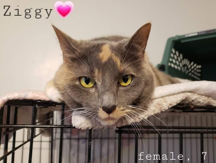 Ziggy is a 7yo female, an affectionate dilute #calico. Let's get her back into a home!
Applications can be completed @ bingosfoundation.org 
#adoptables #adoptdontshop 
#cats #kittens #philly #BucksCountyPA #catrescue #nokill #bingosfoundation #Levittown #bensalempa