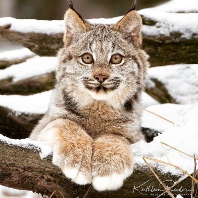 A lynx sitting in the snow. It looks young and perky and happy to see you and its feeties, cutely in front of it, are enormous and hilariously soft and harmless-looking