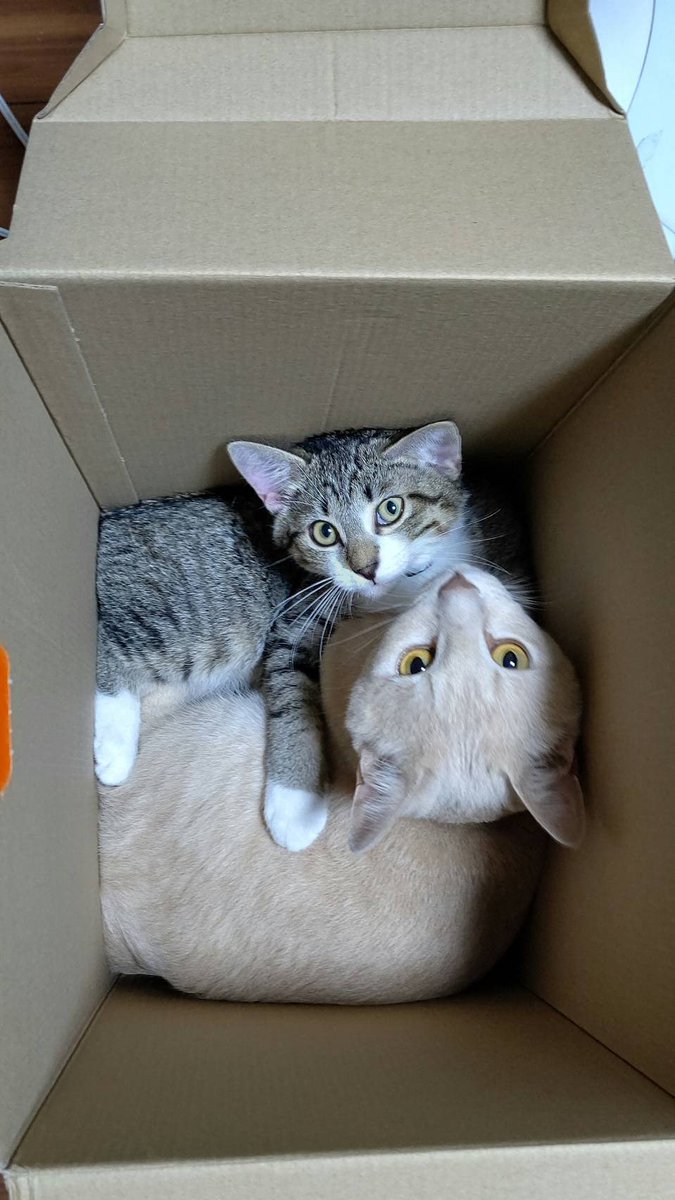 発送されました