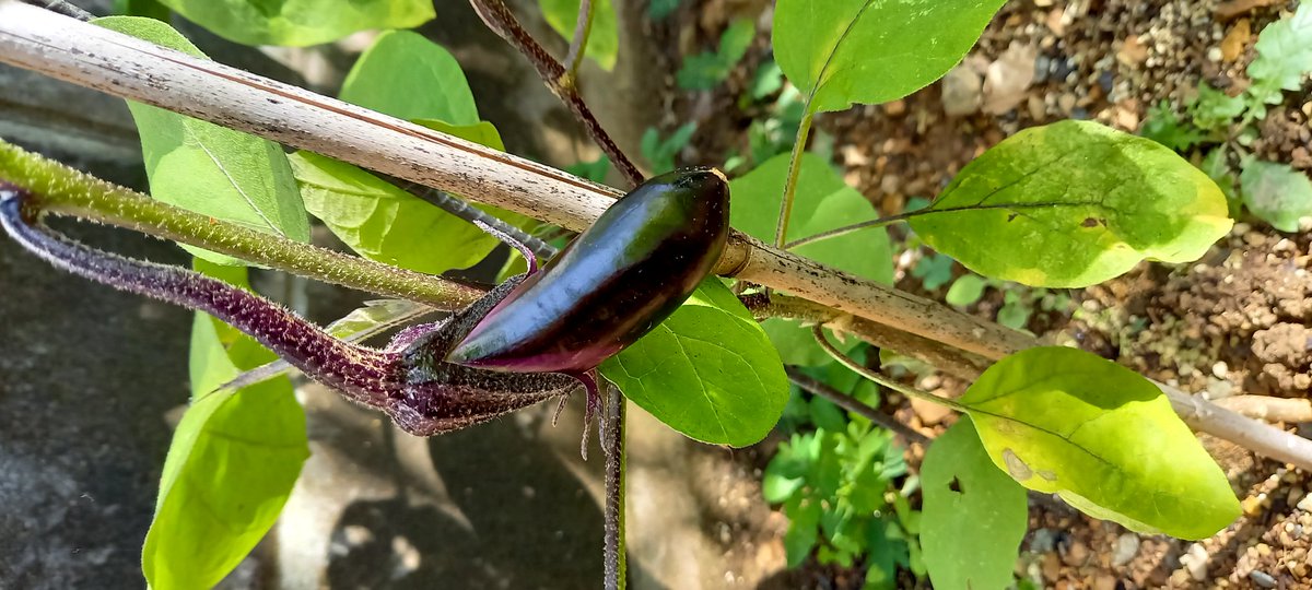 が、がんばれー🚩😃🚩

🍆は初心者でも簡単にできると言われているのに、あまりに育たないから落ち込んでた。諦めたらいかんね～⤴️
#家庭菜園初心者