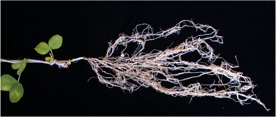 Assoc. Prof. Eloise Foo is seeking a Postdoctoral Research Fellow (full time, for up to 2 years) to investigate plant-microbe interactions with <a href="/CoEPlantSuccess/">ARC Centre of Excellence for Plant Success</a>, based in Hobart <a href="/UTAS_/">University of Tasmania</a> (ping <a href="/Sciences_UTAS/">Sciences and Engineering at University of Tasmania</a>, <a href="/PSBS_UTAS/">Postgraduate Society for Biological Sciences</a>). 

Apply by Aug 1st!
 
asps.org.au/job/university…

📷: E. Foo