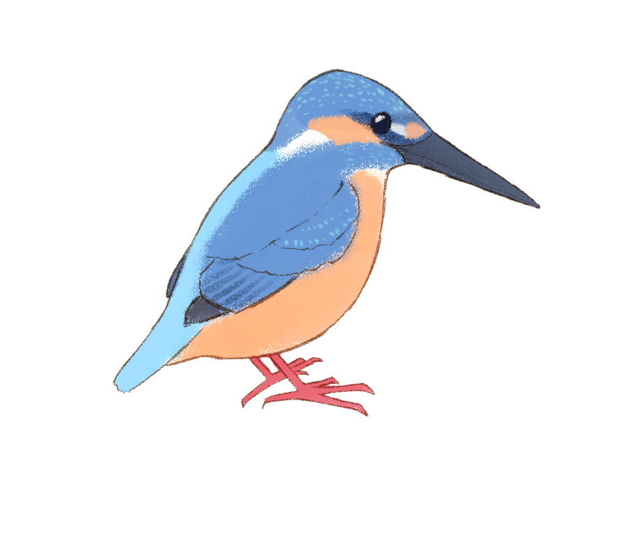 鳥のイラスト図鑑