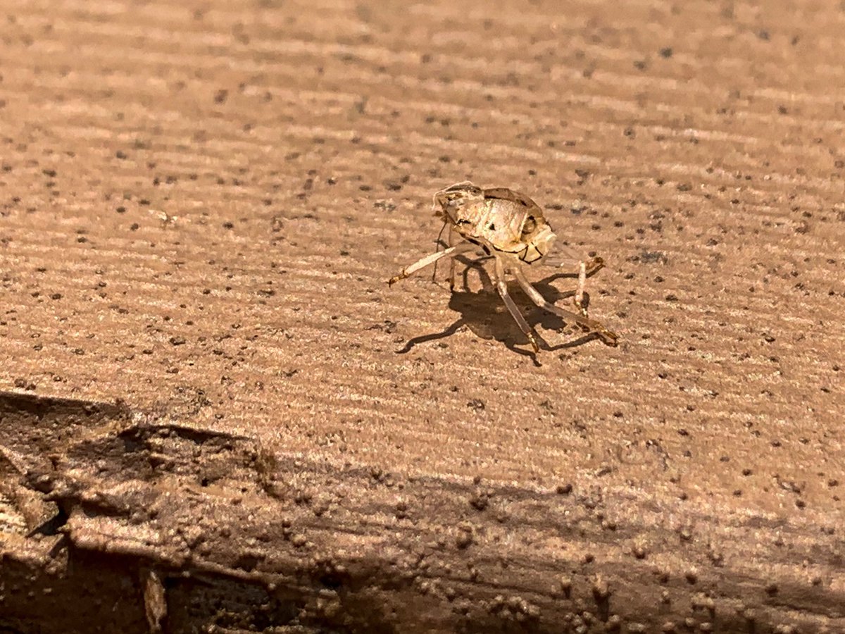 amberkinson's tweet image. growth &amp;amp; decay