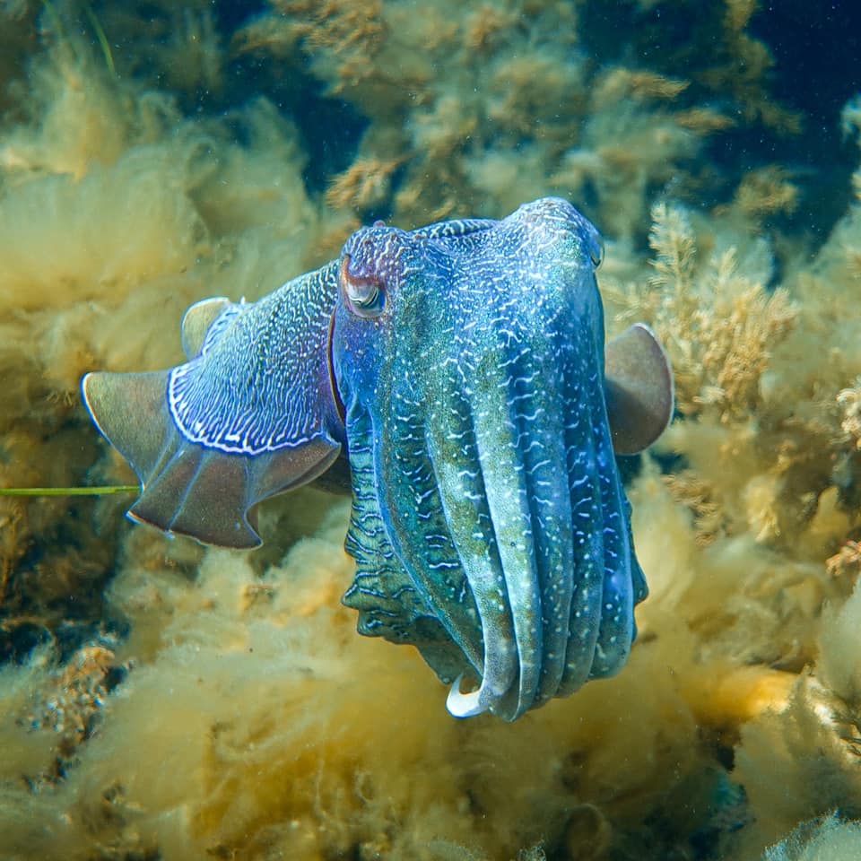 ausocean's tweet photo. South Australians in lock down - We got you!! 💙
Stuck inside? We’ll take you to Stony Point to witness the amazing cuttlefish aggregation in real-time. Head to our YouTube - https://t.co/ylq8nm8QR3 to dive beneath the waves and get to know these fascinating creatures🤿🌊 https://t.co/k8FZhzYEFn