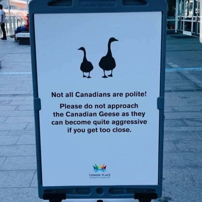 😅 it's true #watchout #geese #goose #canadiangoose #Canada https://t.co/cWLEzsBfsM