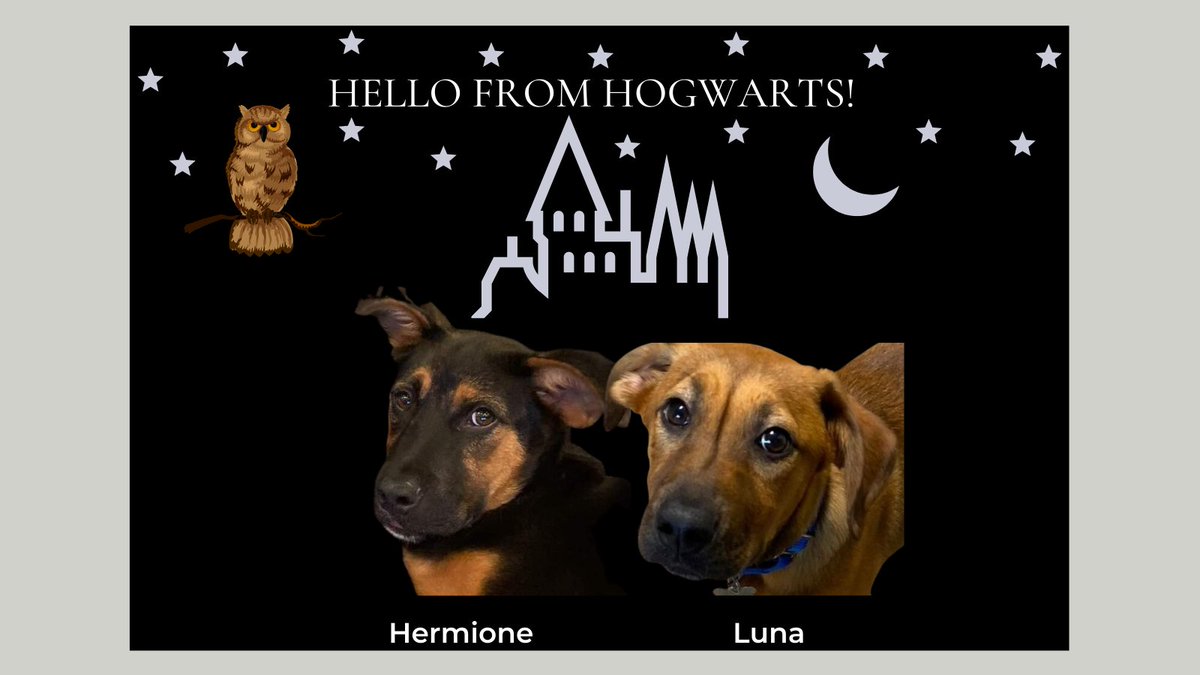 Hermione & Luna Hogwarts are hoping to cast a spell on you & find their #fureverhomes! They're snuggly, sassy, energetic & have a lot of love to give. Their goofy energy is best suited to a household with older kids. Ready to add magic to your life? Visit lasthopek9.org/adoptable-dogs/.