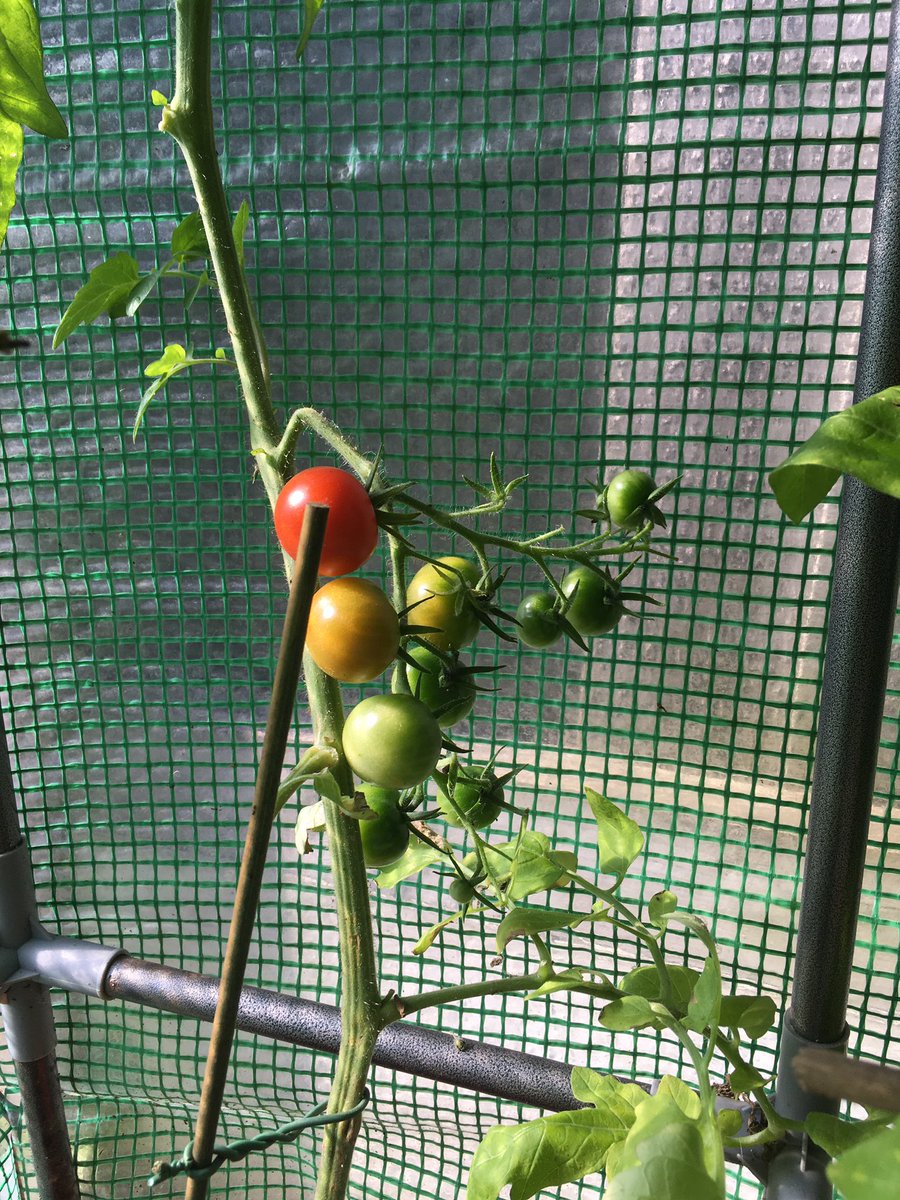 #TomatoTuesday 😌
☀️💦🌿🌼🍅☀️💦🌿🌼🍅#TomatoFruits #Ripening #InOurGreenhouse #TomatoPlants #Growing #AtNaturesPace #Tomato #GardenersDelight #GrowYourOwn #EatYourOwn #HomeGrown #Tomatoes #GreenhouseGardening #GreenhouseUpdate #OurGarden #Greenhouses #Summer #July #GardenLife