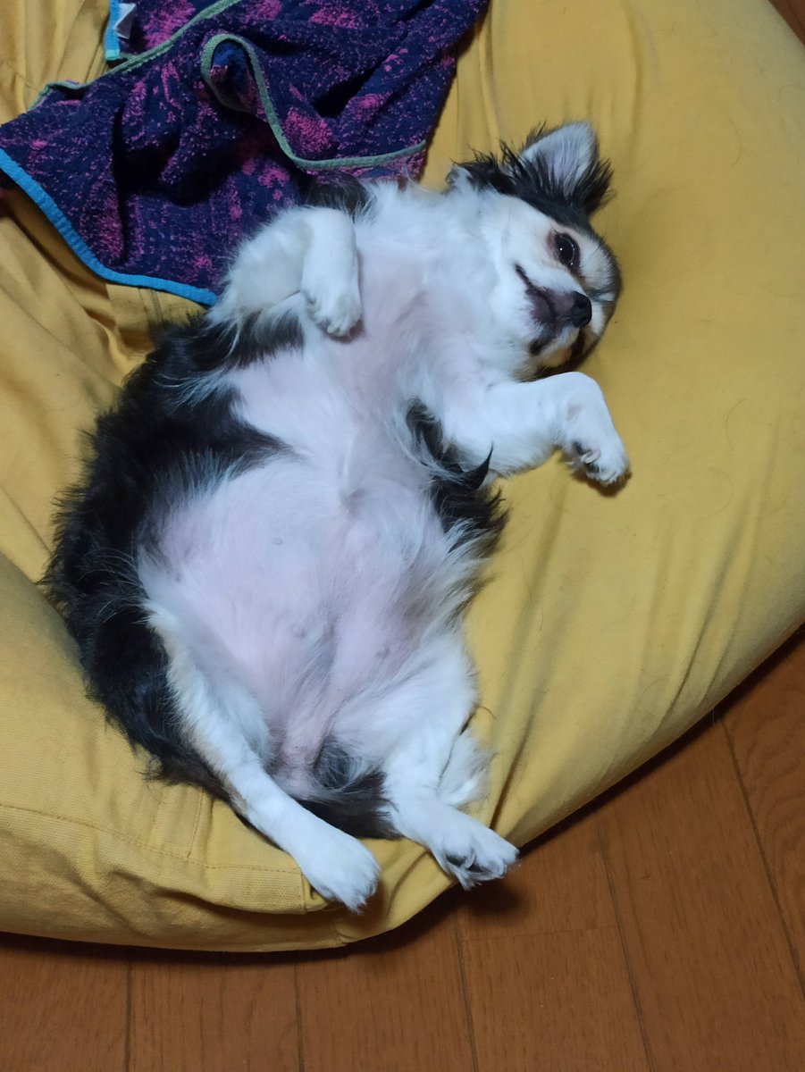 チワワ•*¨*•.¸♬︎ Mix (≧▽≦) ちん×チワワ ｜ 九州・佐賀のブリーダーが運営するペット