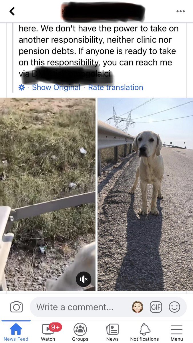 Melynn309's tweet image. @cdc This is just one of thousands of dogs that will suffer thanks to your ban! 
#ReverseTheBan