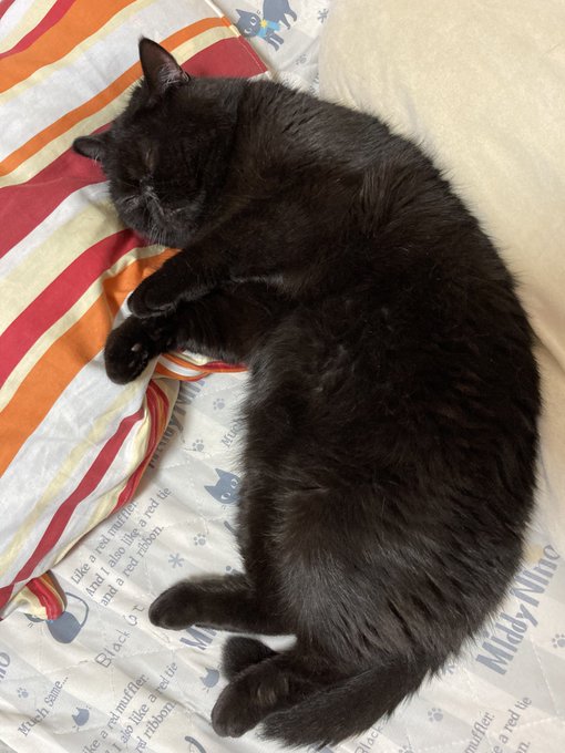 エキゾチックショートヘアのtwitterイラスト検索結果