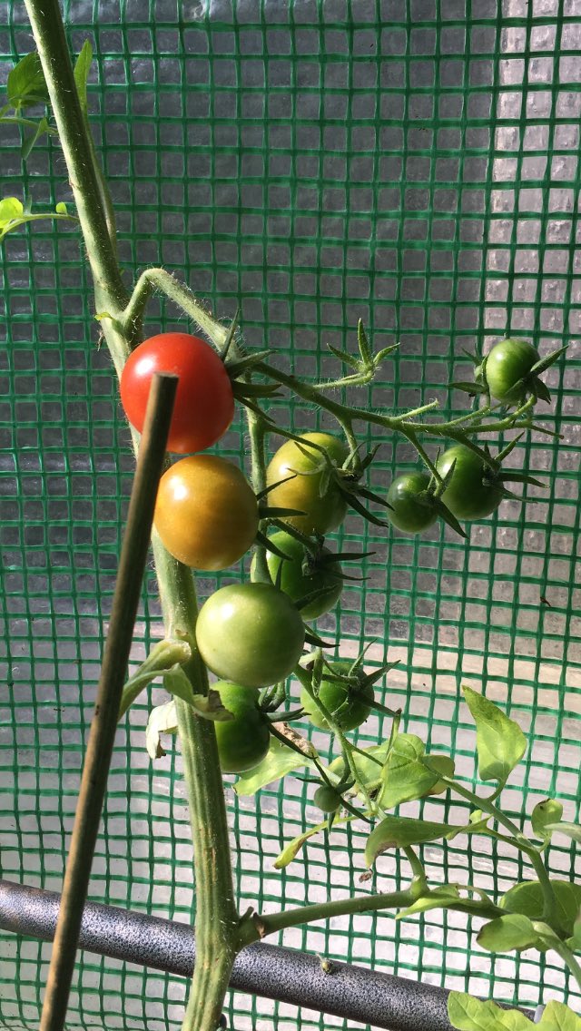 These 3 tomatoes are modelling a set of traffic lights🚦
❤️🧡💚
#TomatoTuesday #Tomatoes #Ripening #InOurGreenhouse #TomatoPlants #Growing #AtNaturesPace #GardenersDelight #Tomato #PlantsGrowing #InOurGarden #InOurGreenhouses #GrowYourOwn #EatYourOwn #HomeGrown #SaladTomatoes