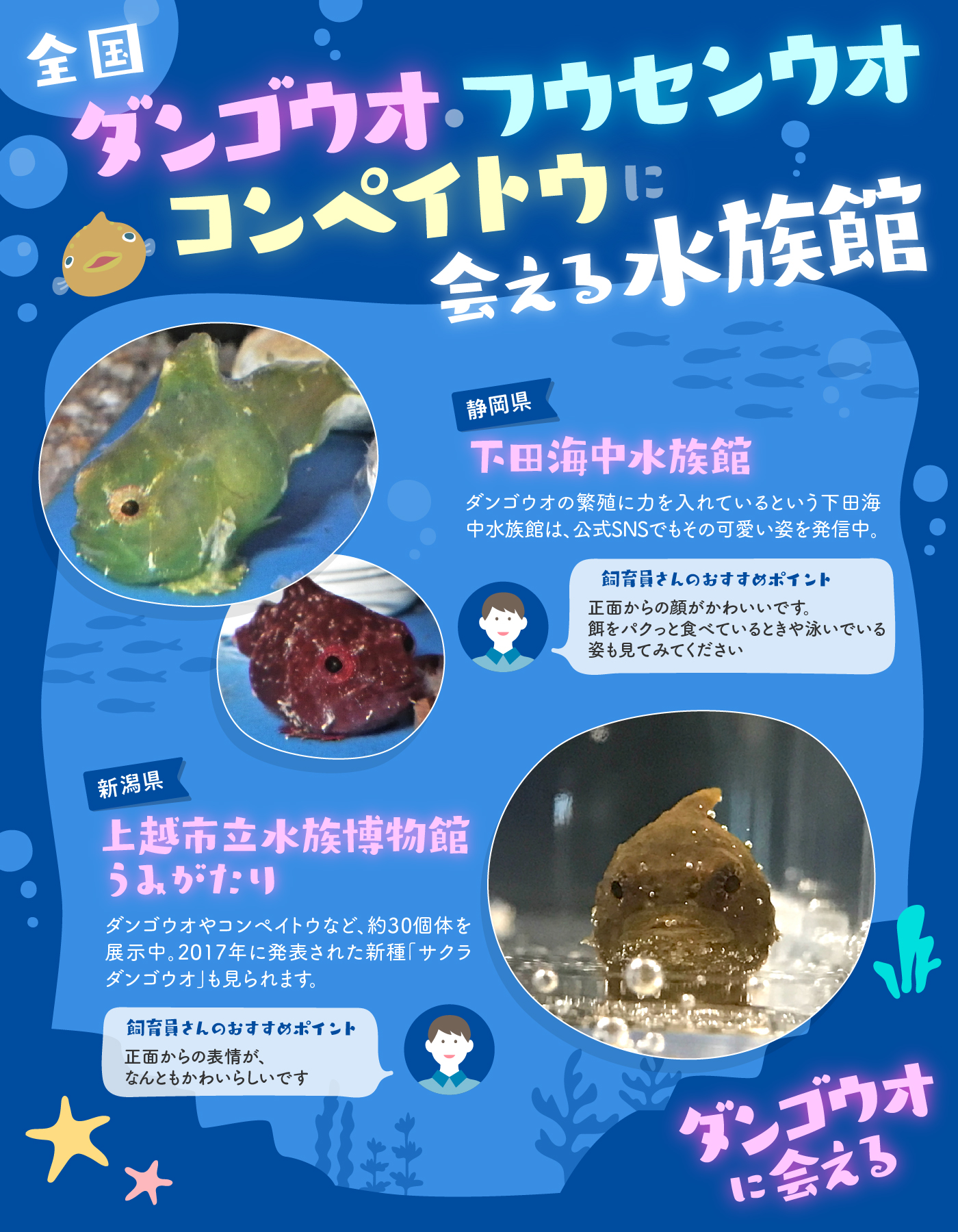 じゃらん 公式 明日7月22日は 海の日 ダンゴウオ フウセンウオ コンペイトウに会える水族館 まるでお団子のような 丸い体形の小さなお魚をご存じですか 一生懸命に泳ぐ姿が可愛いʚ ɞ