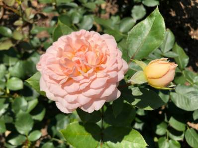 岩手の温泉 花巻温泉 公式 花巻温泉バラ園 開花状況 21 7 21 T Co 2qlhfhex65 これからが夏本番とばかりに暑い日が続く花巻温泉 バラ園では降り注ぐ陽光を受けて バラたちがすくすくと成長中です 花巻温泉 花巻温泉バラ園 バラ園