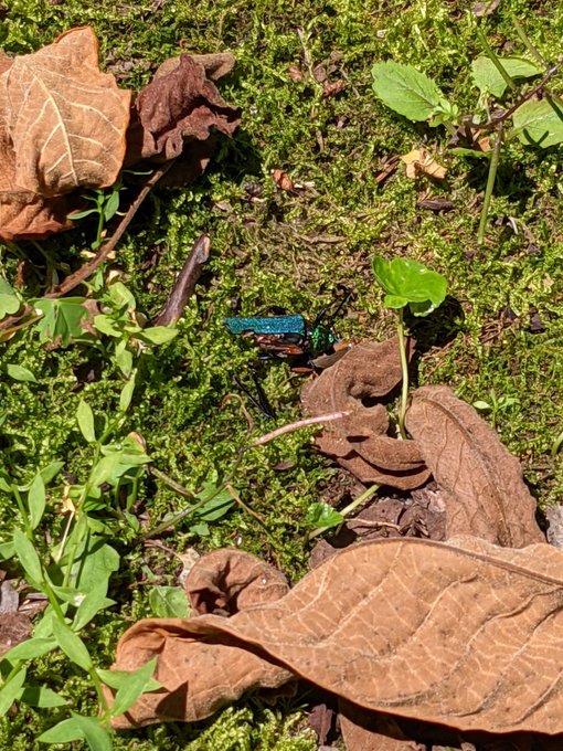 多分、タマムシの死骸。
天然でこの色合いはすごい 