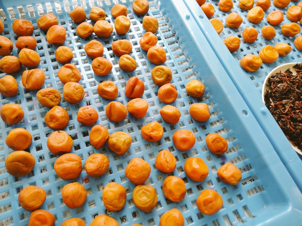 Maria Fogueteira 長谷川知美 カポエイラ Mariafogueteira Twitter