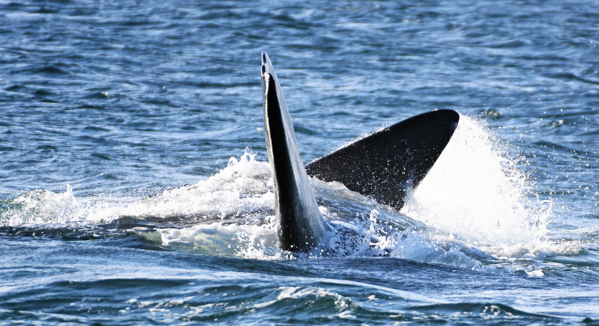 #ocean #southernrightwhale #falklandislands #wildlife #naturelover #wildlifephotography