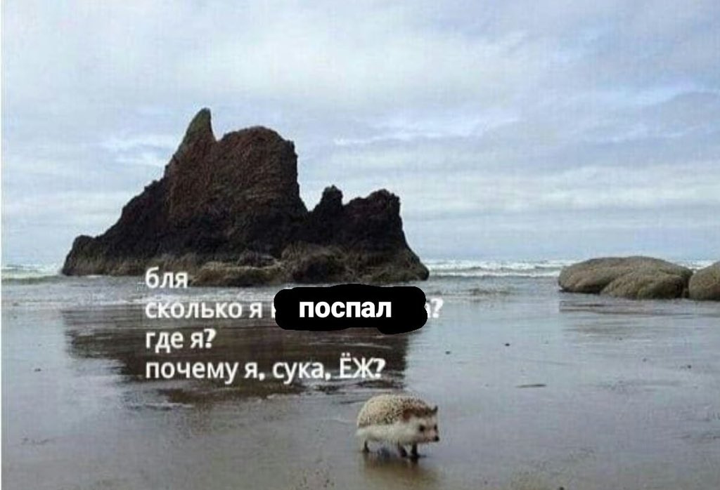 Ежик на пляже