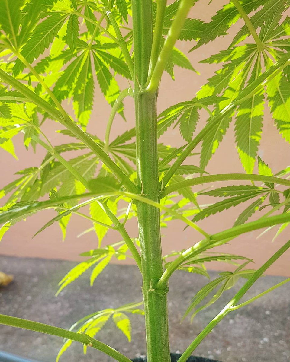 Sophie_MJ's tweet photo. ☀️🔥🌱BUENOS DÍAS🌱🔥☀️
Mañanita de WEED SESION 📸
#Blueberry99 💙 @GreenbudSeeds @Apez140 @INMAQ16
•
Tirando como loca y cargándose bien de vitamina D ☀️💨😜
INHALE HOLD IT SHARE💨💨💨💨💨💨SMILE😍💙💚
•
#Felizmiercoles #Greenbudseeds #LaSofiJardinera🔥👩🏼🌾🙌🏼 #AdrycsCove 🏄🏼♂️😊 https://t.co/rkaUTEYTES