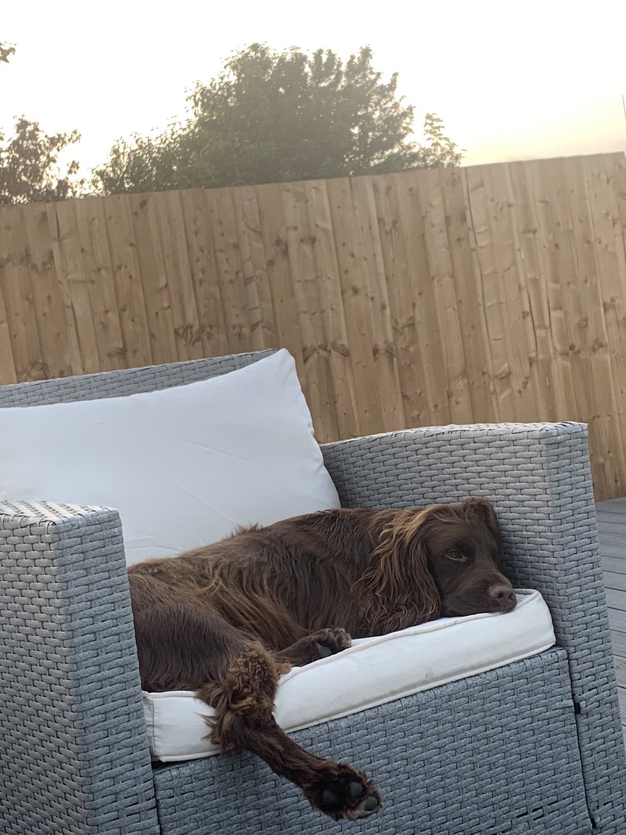 chunk_duke's tweet photo. We’ve been lounging around in this heat! It’s too hot to play 🥱💤 https://t.co/rW162Q4g1v