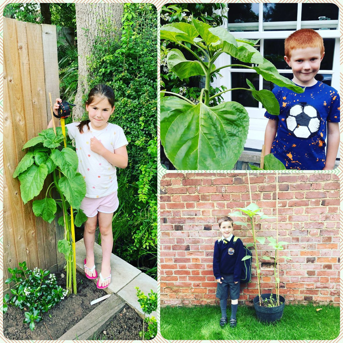 Presenting the 3 winners of our #SunflowerCompetition 2021
🌻🌻🌻 🥁🥁🥁🏆🏆🏆
Gracie Campsie, George Moore - Yr 2 and Thomas Stockwell, Yr 1 🎉👏💛
Congratulations to them & well done to all the kids who took part - they ALL did AMAZING! 
#stnickspta #growingflowers #Chislehurst
