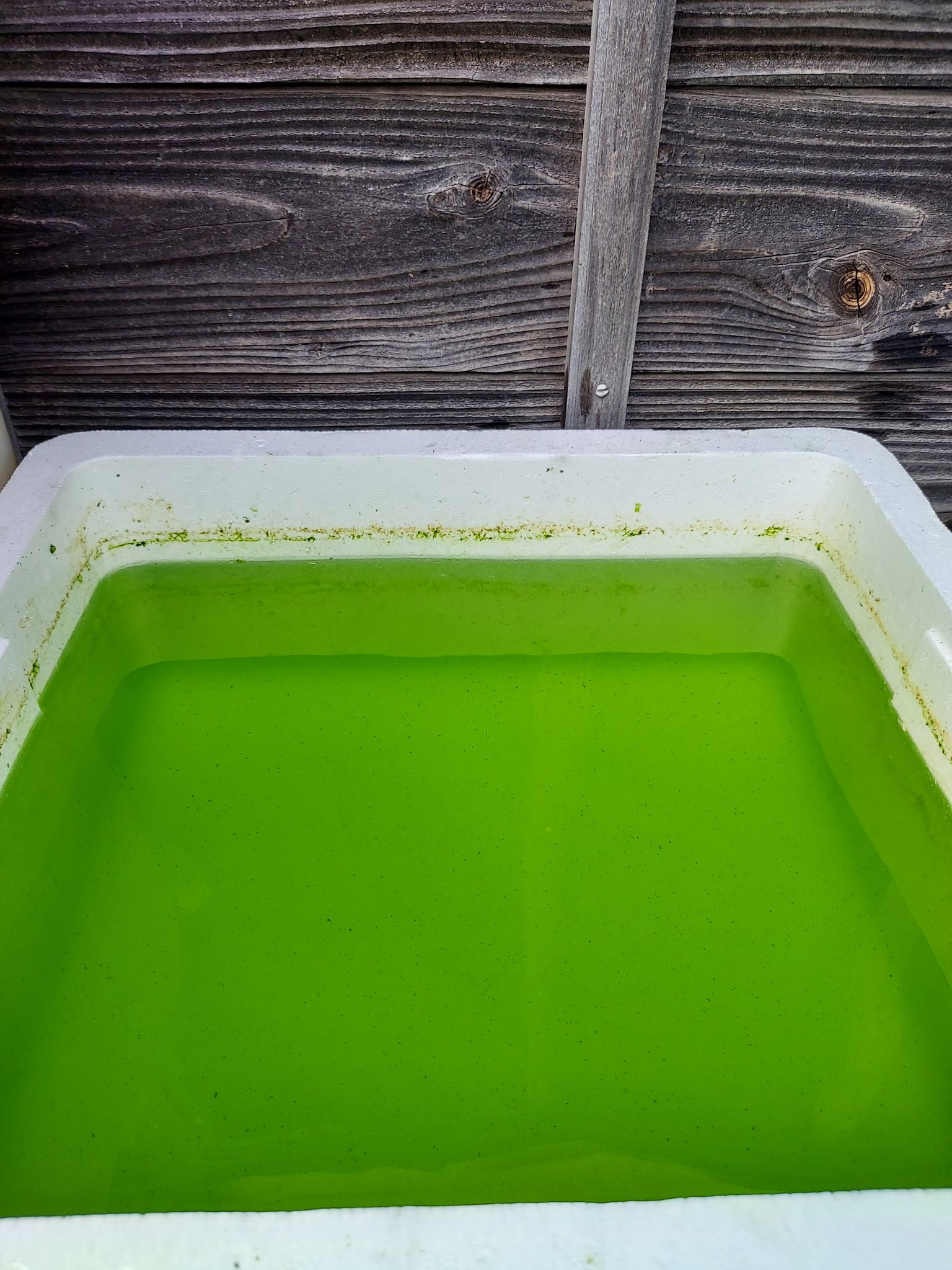 Aqua Island いい感じでグリーンウォーターになってましたがアオコが発生臭いが 生体移動ついでに新しく作り直しました 何か良いヒントあれば教えて下さい T Co Kxgy0spn7o Twitter