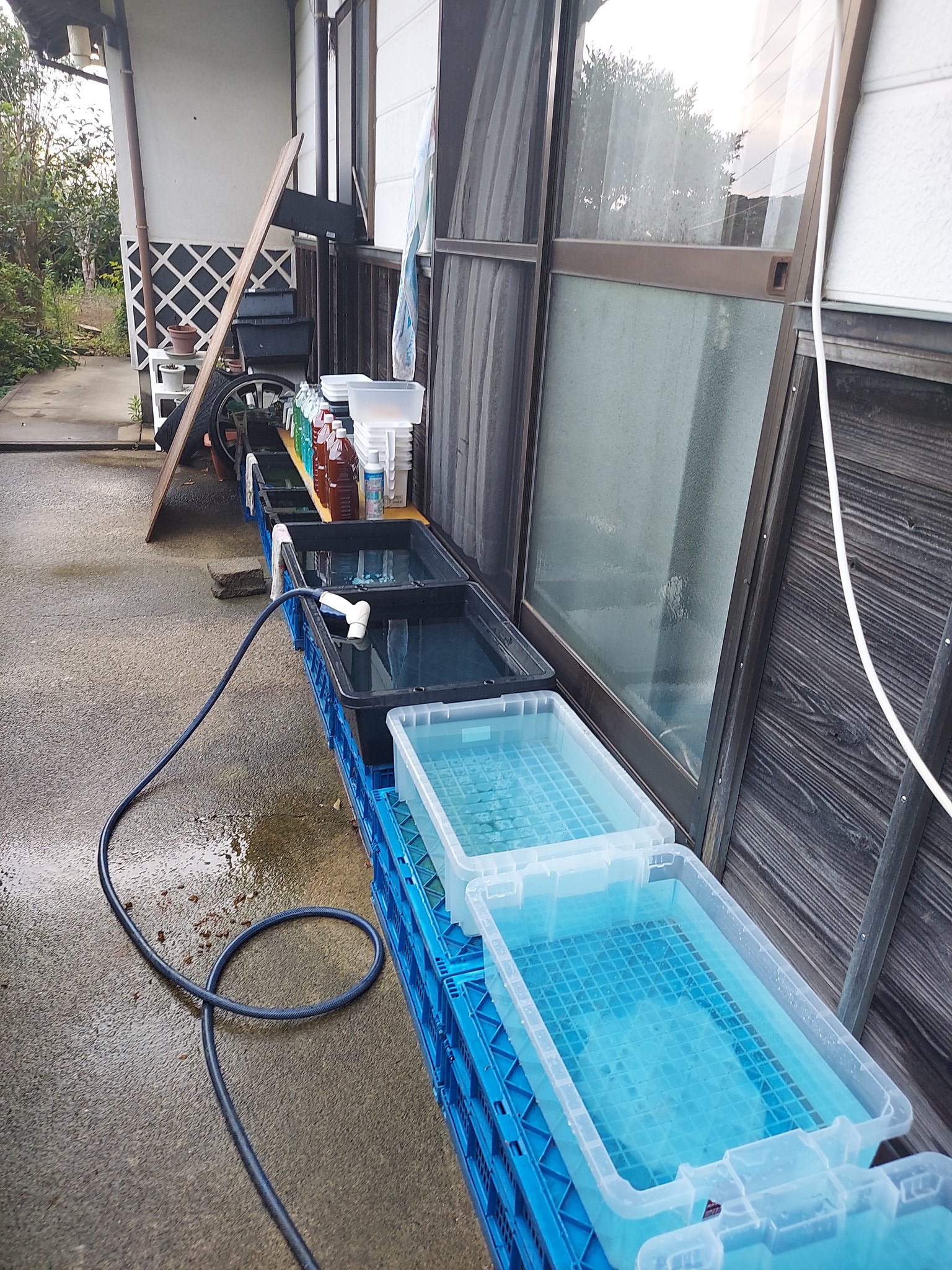 Aqua Island いい感じでグリーンウォーターになってましたがアオコが発生臭いが 生体移動ついでに新しく作り直しました 何か良いヒントあれば教えて下さい T Co Kxgy0spn7o Twitter