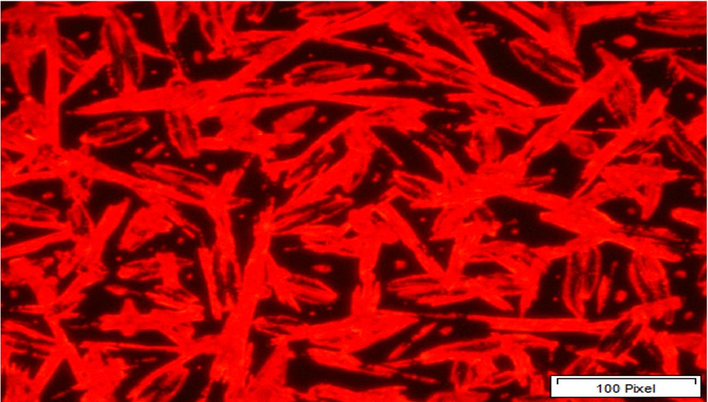 Over at SPECIFIC, we love a good #FluorescenceFriday pic and this one is a beauty! Thanks <a href="/Photochem_SU/">Applied Photochem_SU</a> 

This red emission is methylammonium lead tri-iodide, a commonly used #perovskite in high performance #solarcells