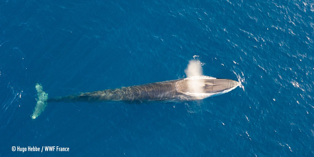 WWFFrance's tweet photo. Suivez nos missions scientifiques en Méditerranée 🐳 !
Dans le dernier épisode #WWF360, on vous emmène à bord de notre voilier le #BluePanda avec @mayer_deca, pour suivre la protection des baleines sur le terrain 👉 https://t.co/G0m9Qlqqfv https://t.co/TrTmFSVVLU