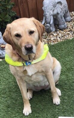 guide2guidedogs's tweet image. Hello all! I really need your help. This year I will be 50 years young. I want to mark my birthday by doing something to help others. I have been lucky enough to have @guidedogs support me and my family for a number of years. We currently have 3 guide dogs. 1/4
