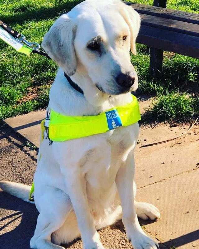 guide2guidedogs's tweet image. Hello all! I really need your help. This year I will be 50 years young. I want to mark my birthday by doing something to help others. I have been lucky enough to have @guidedogs support me and my family for a number of years. We currently have 3 guide dogs. 1/4