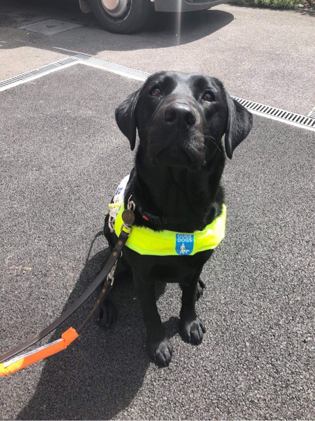 guide2guidedogs's tweet image. Hello all! I really need your help. This year I will be 50 years young. I want to mark my birthday by doing something to help others. I have been lucky enough to have @guidedogs support me and my family for a number of years. We currently have 3 guide dogs. 1/4