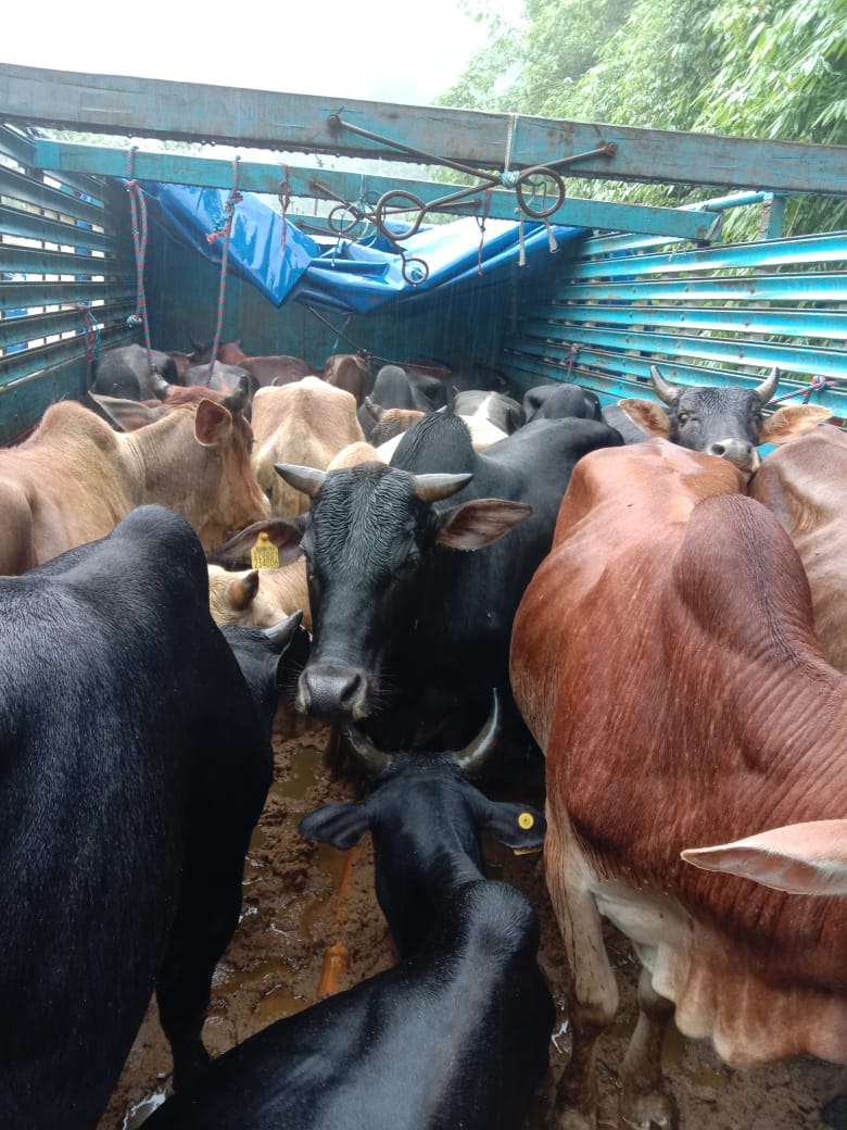 SocialResponse8's tweet image. #PETA activist can turn their back on lives of Animals but not #BSF. Implementing #PCAAct, BSF seized a truck loaded with Cattle in #Meghalaya, #India, which was meant for smuggling &amp;amp; Slaughter in Bangladesh
May Allah help 
#WellDoneBSF
#petaindia 
#EidMubarak 
#EidAdhaMubarak