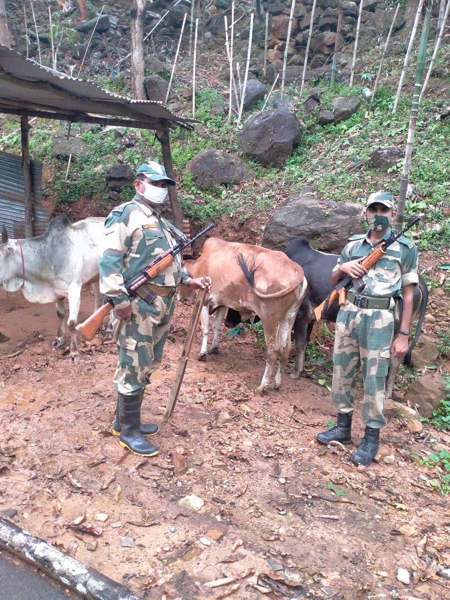 SocialResponse8's tweet image. #PETA activist can turn their back on lives of Animals but not #BSF. Implementing #PCAAct, BSF seized a truck loaded with Cattle in #Meghalaya, #India, which was meant for smuggling &amp;amp; Slaughter in Bangladesh
May Allah help 
#WellDoneBSF
#petaindia 
#EidMubarak 
#EidAdhaMubarak