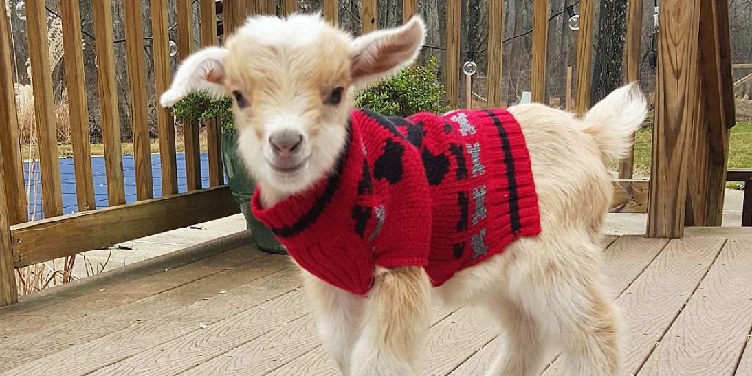 vibgyorinrain's tweet photo. Such a cute goat. Makes my heart melt. But the handles like @peta @PetaIndia who care so much for innocent animals are quiet today when millions of such goats will be slaughtered. This is so cruel and agenda-driven. Why are the rules only for Hindus? #JusticeForGoats https://t.co/LvWrLQMp3p