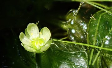 ムジナモはどんな植物なの 花が咲く時期や見られる施設 しまんトロッコガイド 地元のおばちゃんブログ
