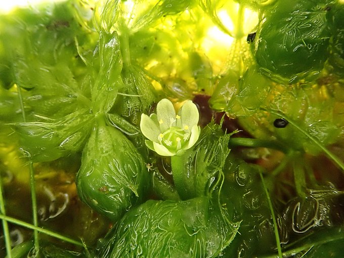 ムジナモはどんな植物なの 花が咲く時期や見られる施設 しまんトロッコガイド 地元のおばちゃんブログ