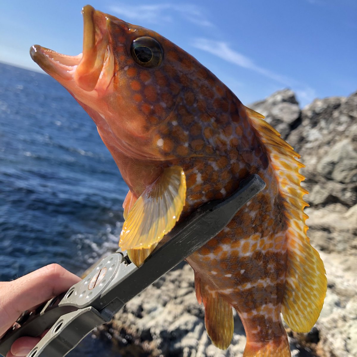 Kai Oneword Records カッコよす Fishing フィッシング Japan 日本 Niigata 佐渡市 新潟釣り 釣り 日本海 ロックフィッシュ キジハタ アコウ Kai Oneword Records カッコよす Fishing フィッシング Japan 日本 Niigata 佐渡市 新潟釣り 釣り 日本海 ロックフィッシュ キジハタ アコウ