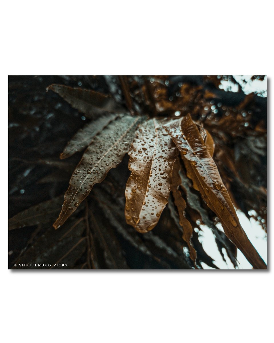 lostwithvicky's tweet photo. True joy of nature is when every drop of water shines like a pearl.
#phonephotography #photography #photooftheday #lightroom #pro #landscape #landscapephotography #like #shutterbugvicky #monsoon #waterdroplets #mobilephotography https://t.co/mYhaybVjr0