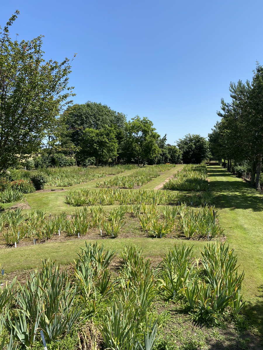 Far end of the stock beds nearly all weeded but watering takes priority in this weather, that and being south facing too makes weeding a hot job! #stock #beds #irisfield #weeding #wateringplants #heatwave #barerootplants #fieldgrown #lincolnshirebusiness