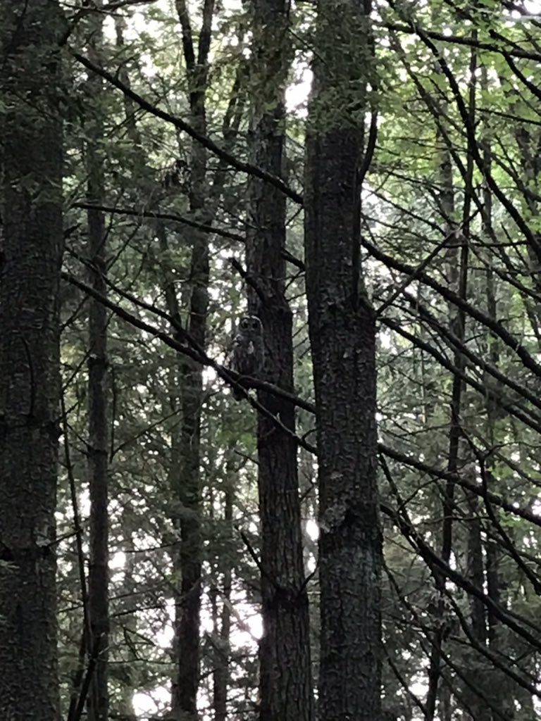 1oof_cs's tweet photo. 🦉 https://t.co/zc7iyZAnDG